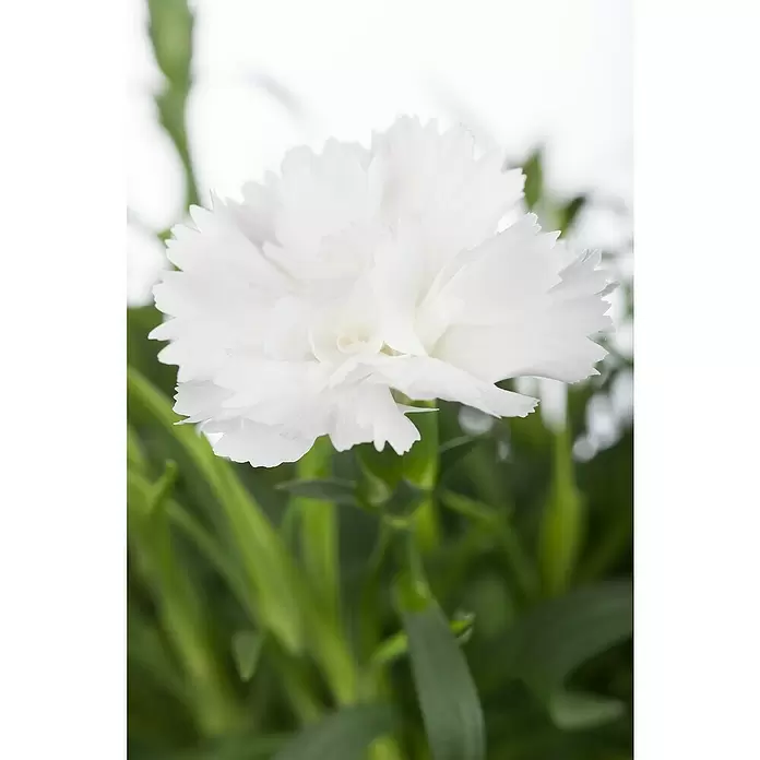 Piardino Clavel - Dianthus caryophyllus, Tamaño de maceta: 11 cm, En función de la variedad - Foto ambiente