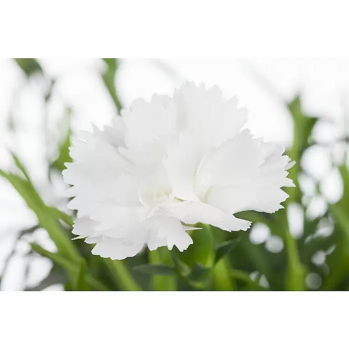 Piardino Clavel - Dianthus caryophyllus, Tamaño de maceta: 11 cm, En función de la variedad - Foto ambiente