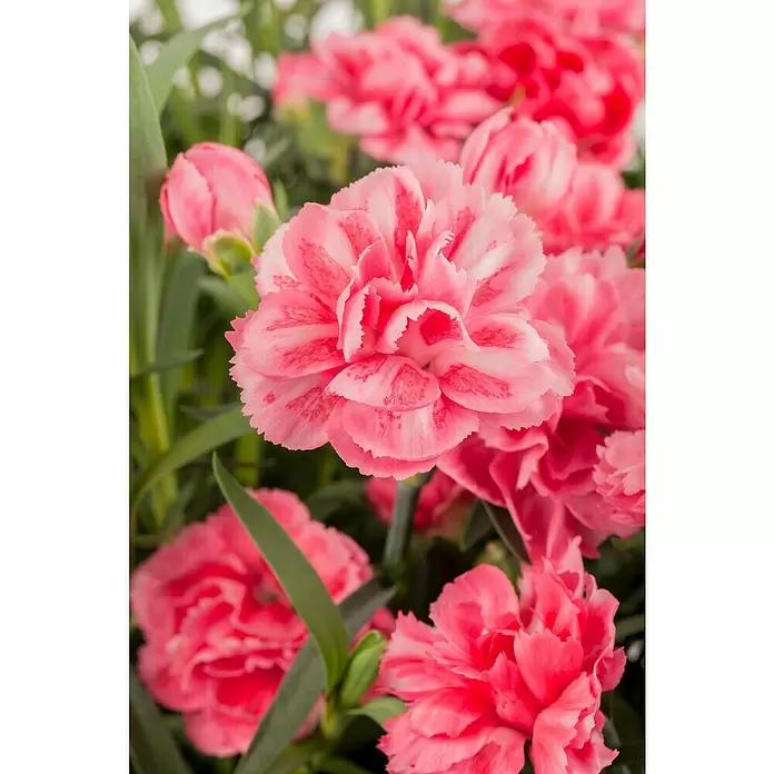 Piardino Clavel - Dianthus caryophyllus, Tamaño de maceta: 11 cm, En función de la variedad - Foto ambiente