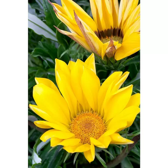Piardino Gazania - Gazania Hybride, Tamaño de maceta: 10 cm, Amarillo - Foto ambiente