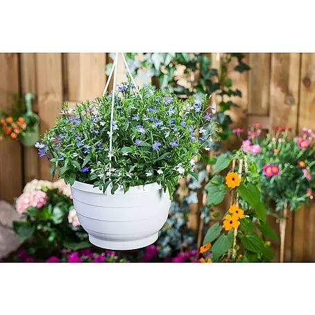 Piardino  Lobelia