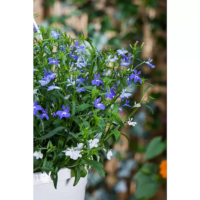 Piardino Lobelia - Lobelia ricardii, Tamaño de maceta: 25 cm, Azul - Foto ambiente