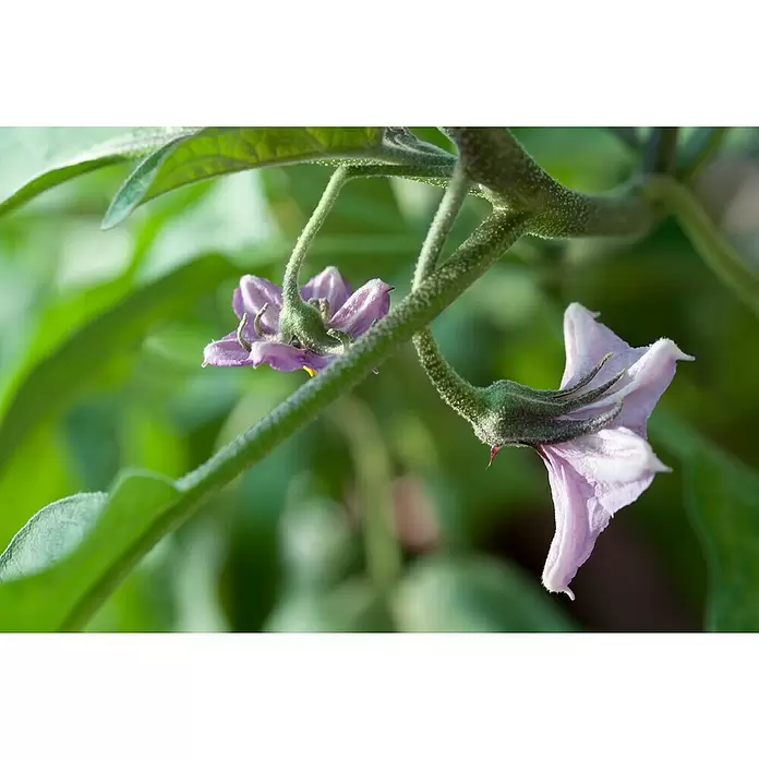 Piardino Aubergine - Solanum melongena, 9 cm, Erntezeit: August - Oktober - Stimmungsaufnahme