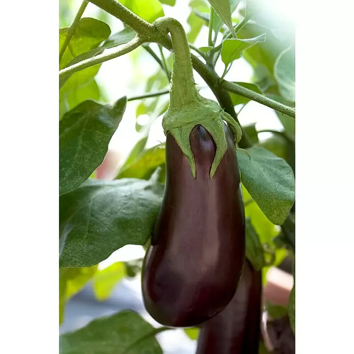 Piardino Aubergine - Solanum melongena, 9 cm, Erntezeit: August - Oktober - Stimmungsaufnahme