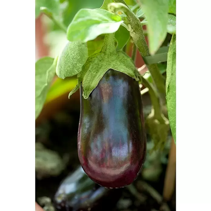 Piardino Aubergine - Solanum melongena, 9 cm, Erntezeit: August - Oktober - Stimmungsaufnahme