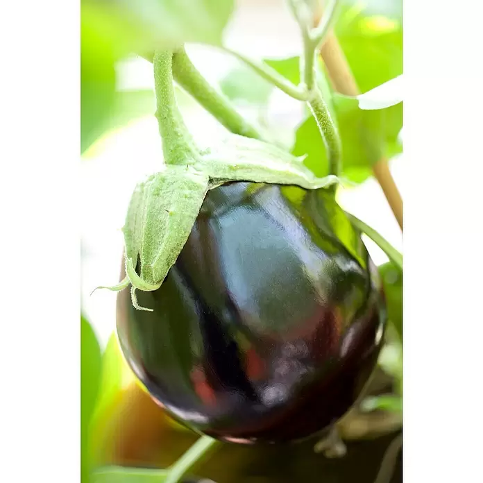 Piardino Aubergine - Solanum melongena, 9 cm, Erntezeit: August - Oktober - Stimmungsaufnahme