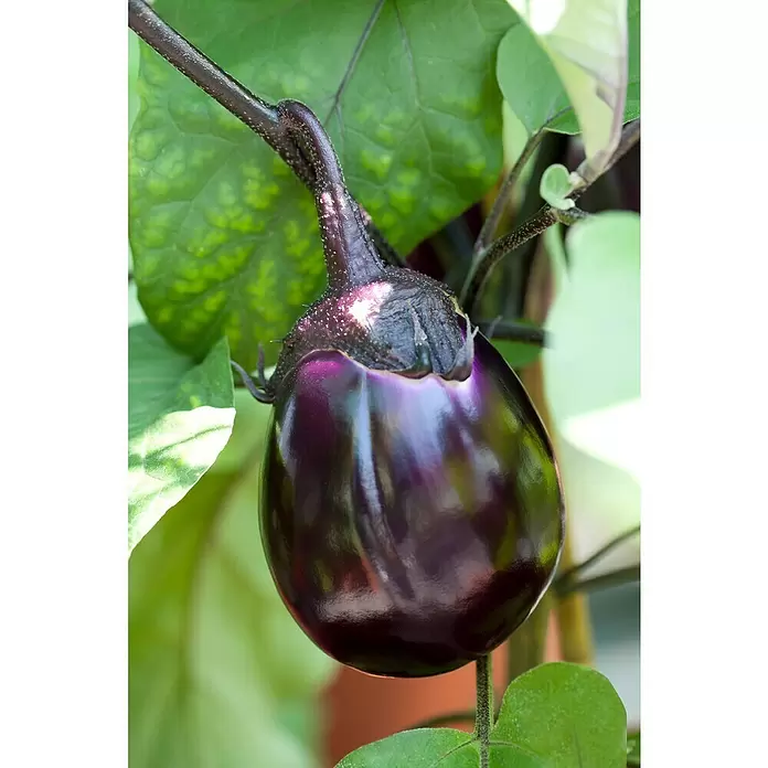 Piardino Aubergine - Solanum melongena, 9 cm, Erntezeit: August - Oktober - Stimmungsaufnahme