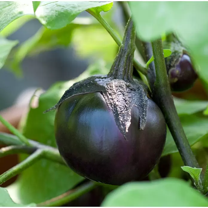 Piardino Aubergine - Solanum melongena, 9 cm, Erntezeit: August - Oktober - Stimmungsaufnahme