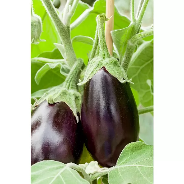 Piardino Aubergine - Solanum melongena, 9 cm, Erntezeit: August - Oktober - Stimmungsaufnahme