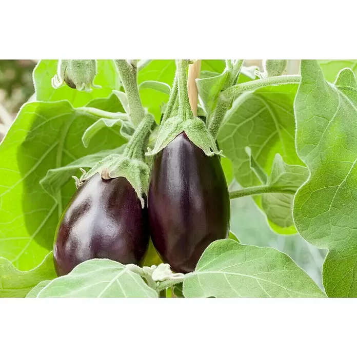 Piardino Aubergine - Solanum melongena, 9 cm, Erntezeit: August - Oktober - Stimmungsaufnahme