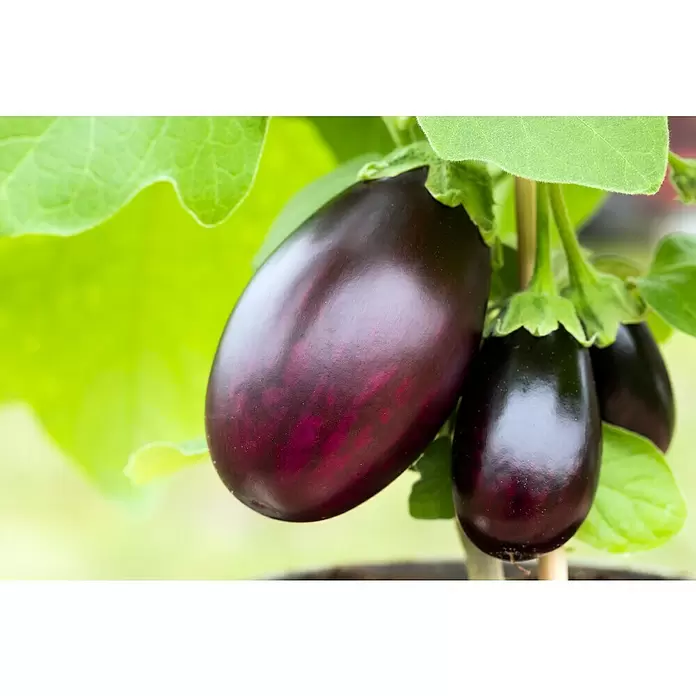 Piardino Aubergine - Solanum melongena, 9 cm, Erntezeit: August - Oktober - Stimmungsaufnahme
