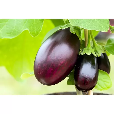 Piardino  Aubergine