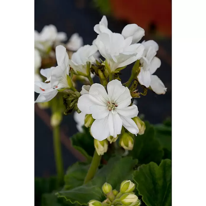 Zonal-Pelargonie - Pelargonium zonale 'Toscana', Topfgröße: 12 cm, Sortenabhängig - Stimmungsaufnahme