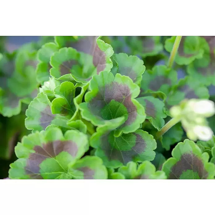Zonal-Pelargonie - Pelargonium zonale 'Toscana', Topfgröße: 12 cm, Sortenabhängig - Stimmungsaufnahme