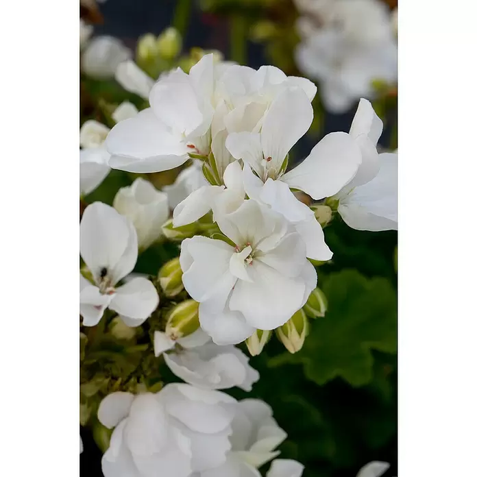 Zonal-Pelargonie - Pelargonium zonale 'Toscana', Topfgröße: 12 cm, Sortenabhängig - Stimmungsaufnahme