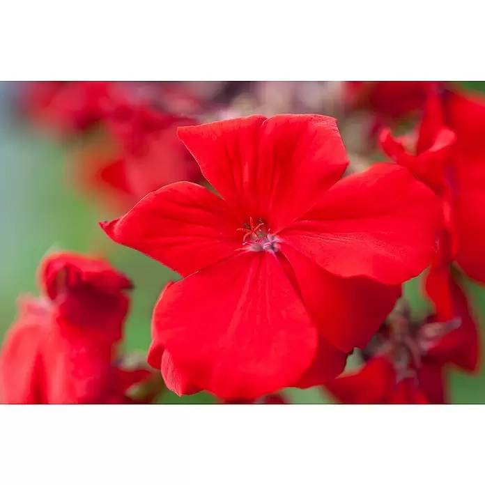 Zonal-Pelargonie - Pelargonium zonale 'Toscana', Topfgröße: 12 cm, Sortenabhängig - Stimmungsaufnahme