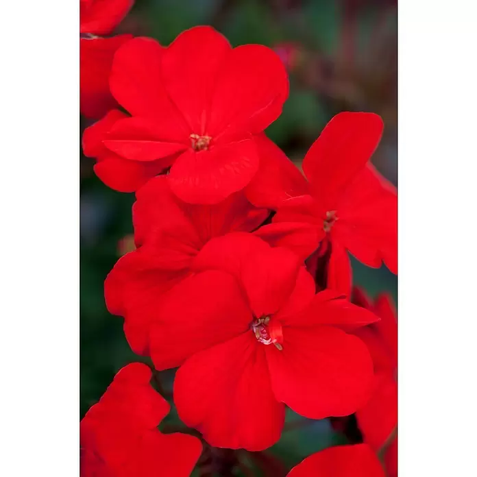 Zonal-Pelargonie - Pelargonium zonale 'Toscana', Topfgröße: 12 cm, Sortenabhängig - Stimmungsaufnahme