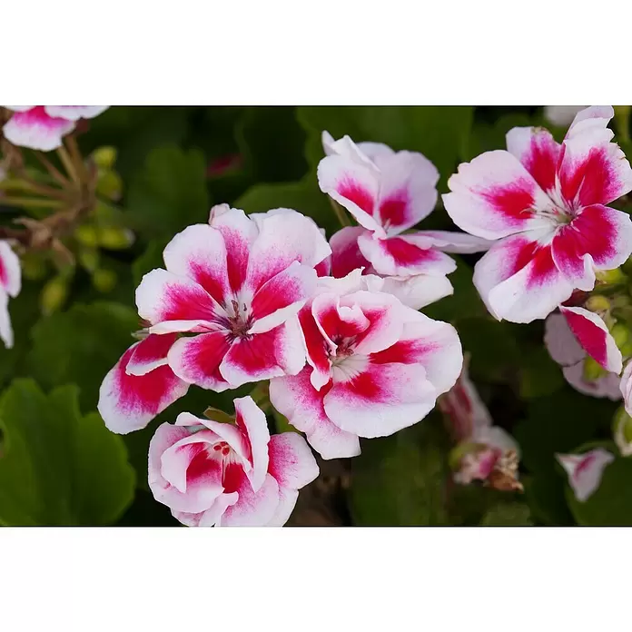 Zonal-Pelargonie - Pelargonium zonale 'Toscana', Topfgröße: 12 cm, Sortenabhängig - Stimmungsaufnahme