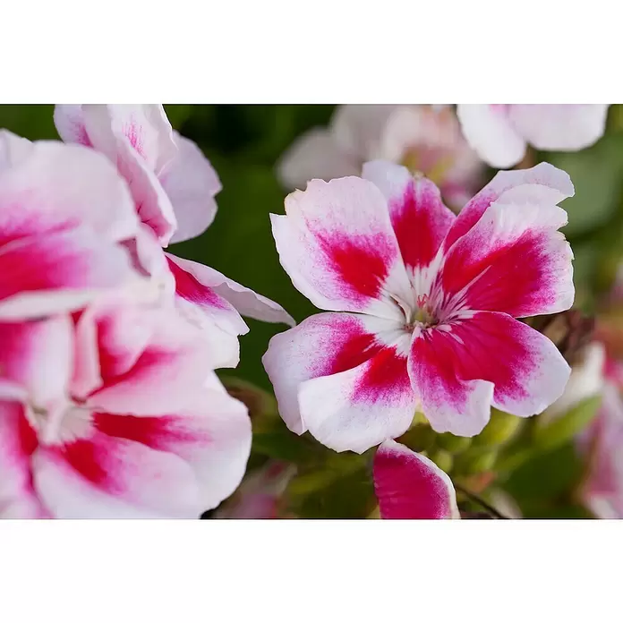 Zonal-Pelargonie - Pelargonium zonale 'Toscana', Topfgröße: 12 cm, Sortenabhängig - Stimmungsaufnahme