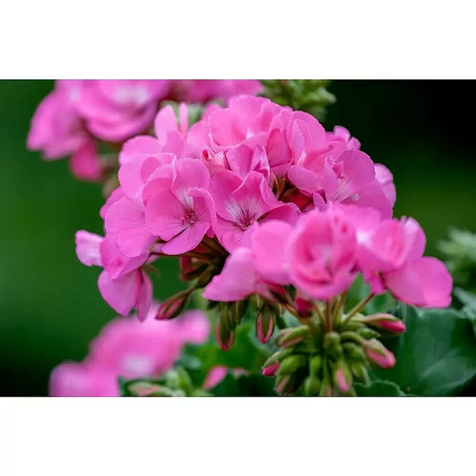 Zonal-Pelargonie - Pelargonium zonale 'Toscana', Topfgröße: 12 cm, Sortenabhängig - Stimmungsaufnahme