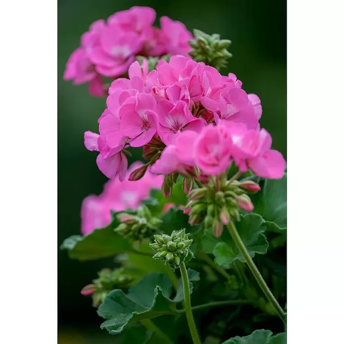 Zonal-Pelargonie - Pelargonium zonale 'Toscana', Topfgröße: 12 cm, Sortenabhängig - Stimmungsaufnahme