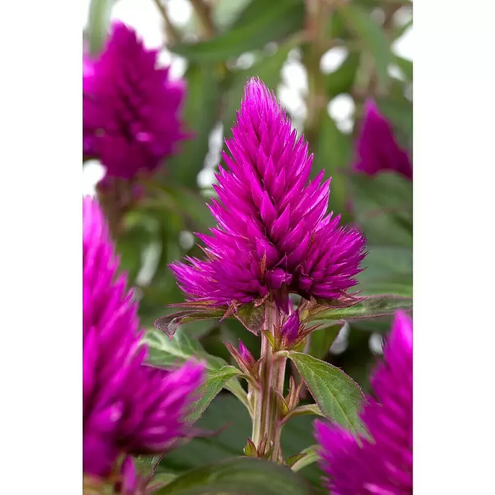 Piardino Celosía - Celosia argentea var. plumosus, Tamaño de maceta: 10 cm - Foto ambiente