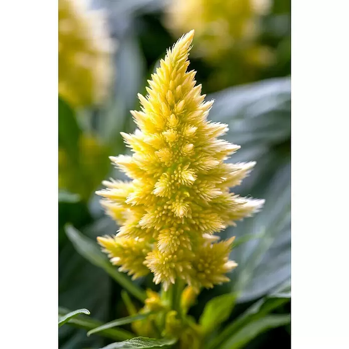 Piardino Celosía - Celosia argentea var. plumosus, Tamaño de maceta: 10 cm - Foto ambiente