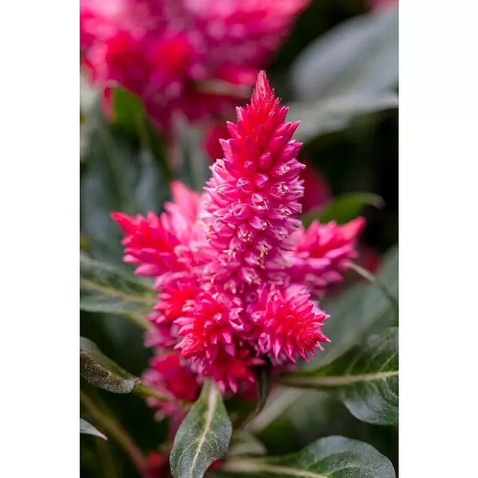 Piardino Celosía - Celosia argentea var. plumosus, Tamaño de maceta: 10 cm - Foto ambiente