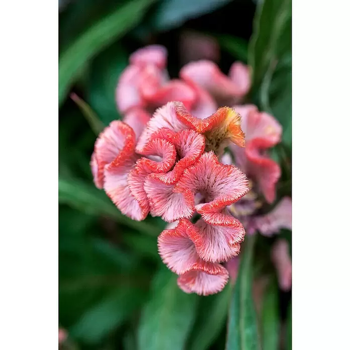 Piardino Celosía - Celosia argentea var. plumosus, Tamaño de maceta: 10 cm - Foto ambiente
