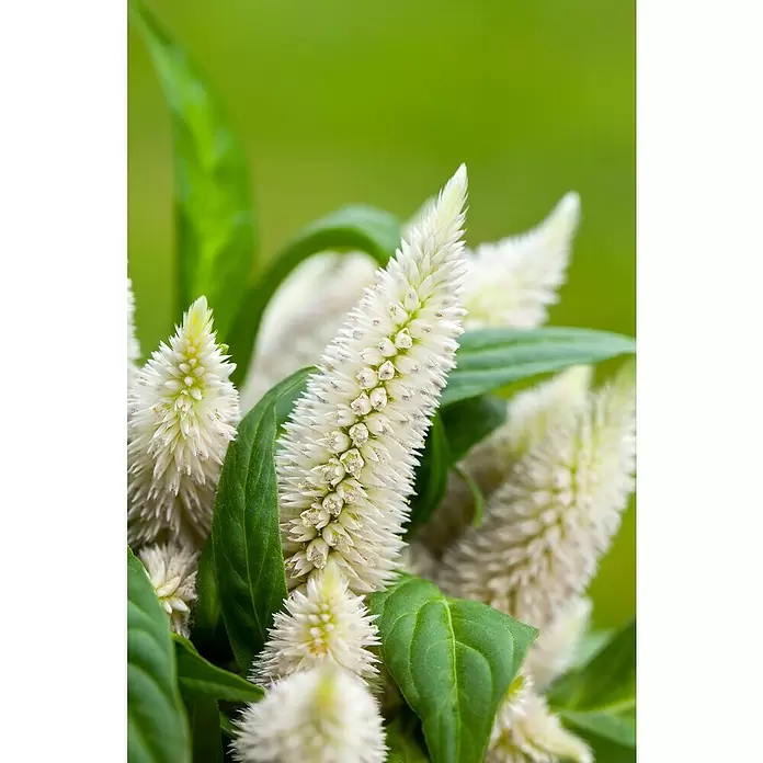 Piardino Celosía - Celosia argentea var. plumosus, Tamaño de maceta: 10 cm - Foto ambiente