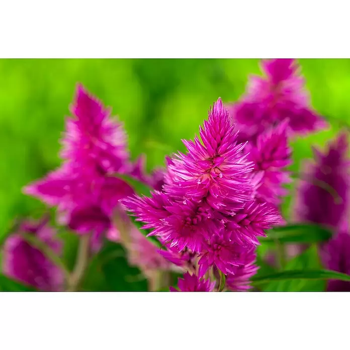 Piardino Celosía - Celosia argentea var. plumosus, Tamaño de maceta: 10 cm - Foto ambiente