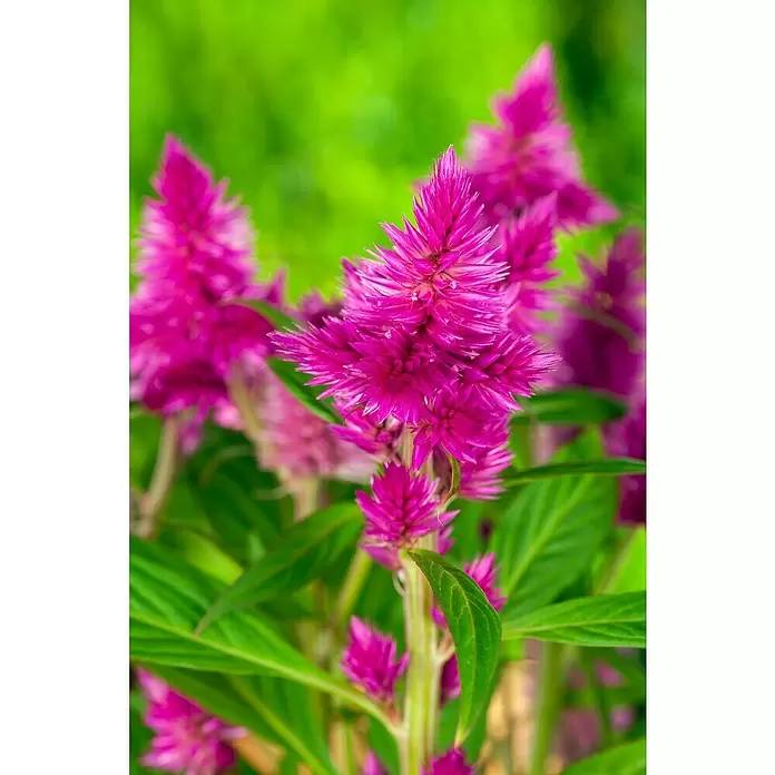 Piardino Celosía - Celosia argentea var. plumosus, Tamaño de maceta: 10 cm - Foto ambiente