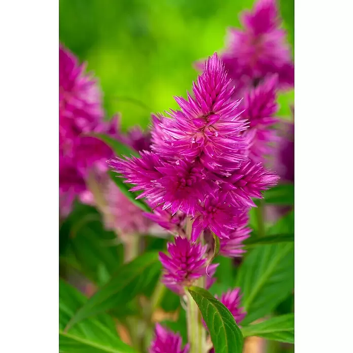 Piardino Celosía - Celosia argentea var. plumosus, Tamaño de maceta: 10 cm - Foto ambiente