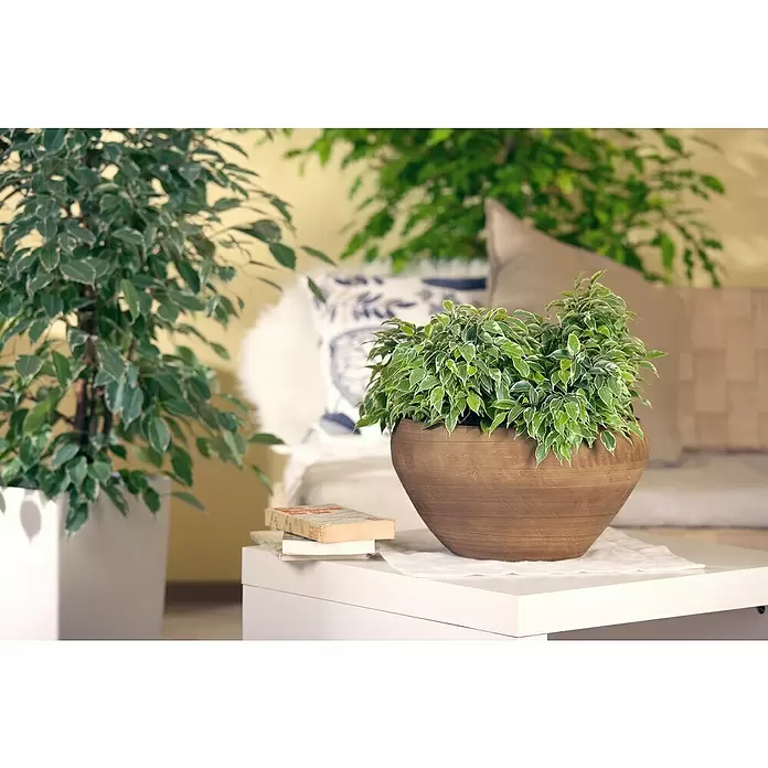 Piardino Ficus benjamina - Ficus benjamina 'Kinky', Tamaño de maceta: 12 cm - Foto ambiente