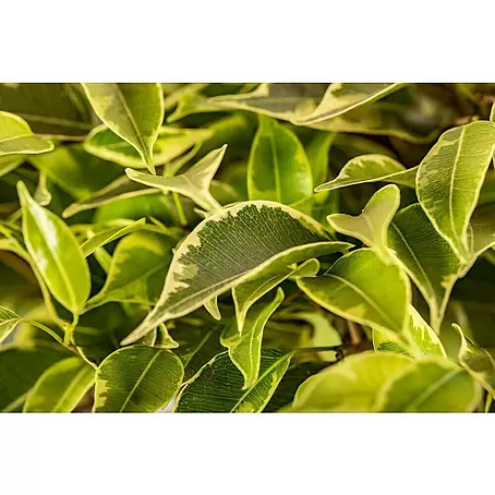 Piardino  Ficus benjamina