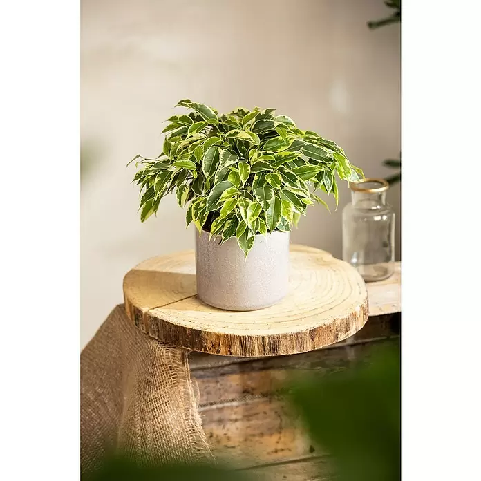 Piardino Ficus benjamina - Ficus benjamina 'Kinky', Tamaño de maceta: 12 cm - Foto ambiente