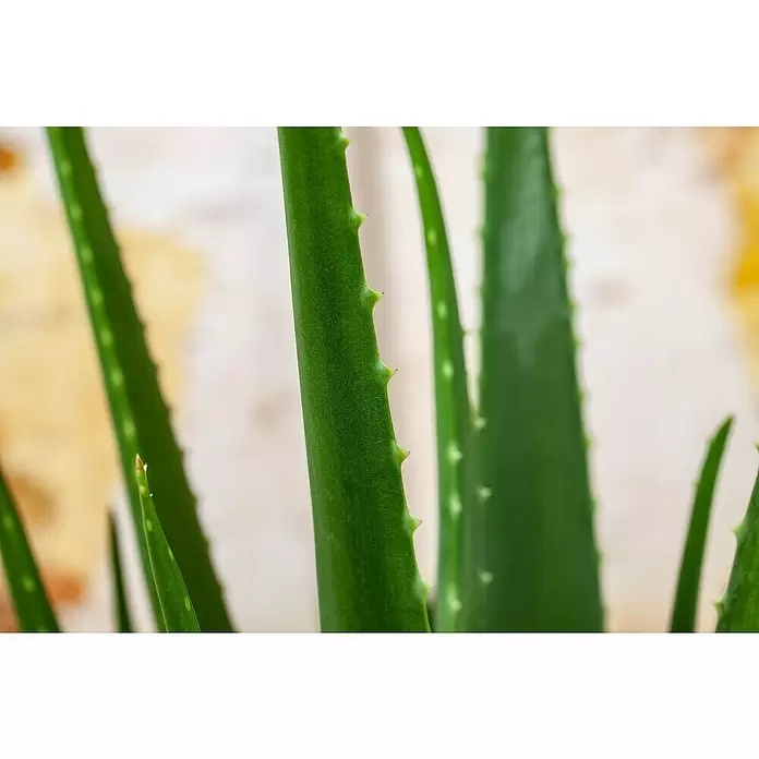 Piardino Áloe - Aloe vera, Tamaño de maceta: 14 cm - Foto ambiente