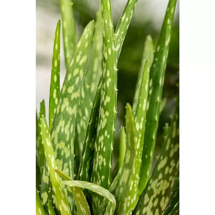 Piardino Áloe - Aloe vera, Tamaño de maceta: 14 cm - Foto ambiente