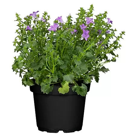 Piardino  Campanilla dálmata