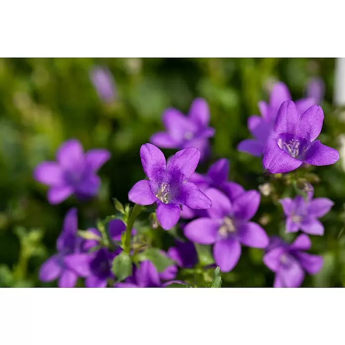 Piardino Campanilla dálmata - Tamaño de maceta: 11 cm - Foto ambiente