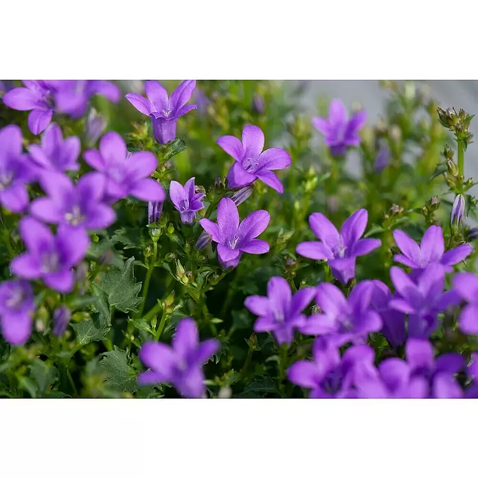 Piardino Campanilla dálmata - Tamaño de maceta: 11 cm - Foto ambiente