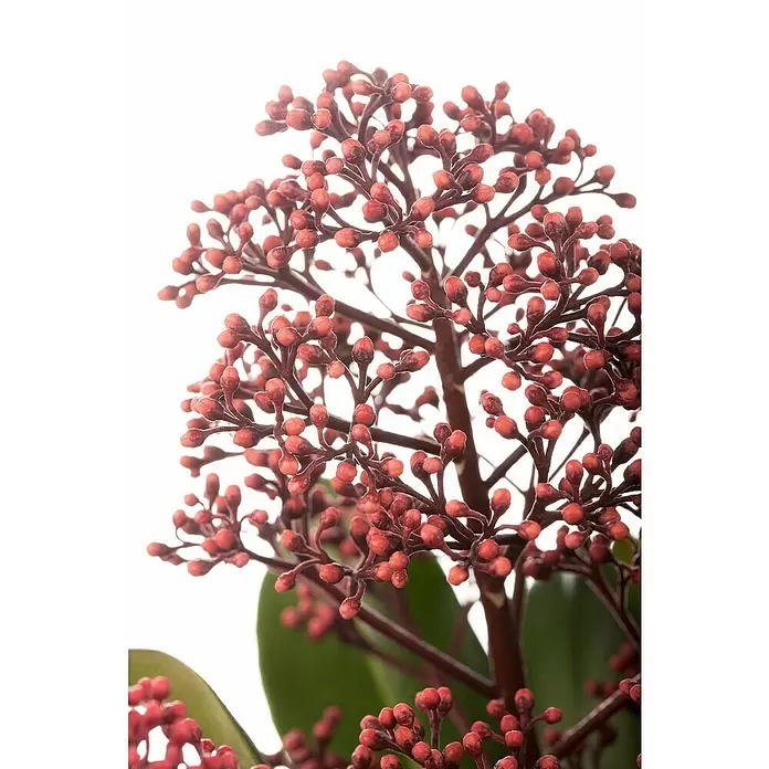 Piardino Japanische Blütenskimmie - Skimmia japonica 'Rubella', Topfgröße: 13 cm, Rot - Detailaufnahme