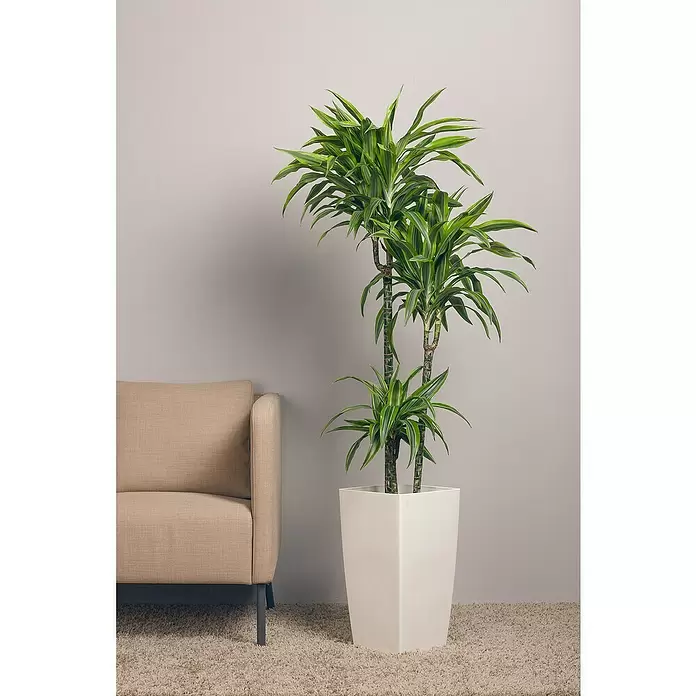 Piardino Drácena marginata - Dracaena fragrans 'Lemon Lime', Tamaño de maceta: 27 cm, Verde oscuro - Foto ambiente