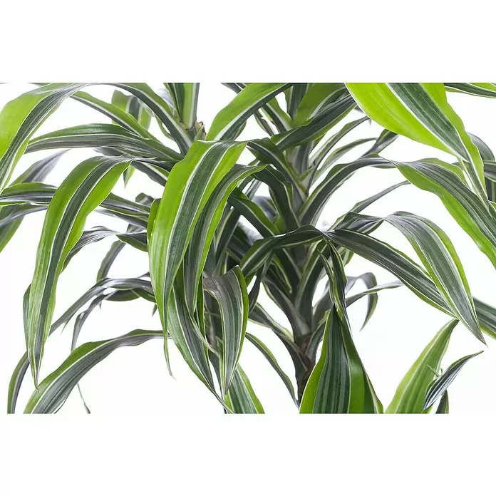 Piardino Drácena marginata - Dracaena fragrans 'Lemon Lime', Tamaño de maceta: 27 cm, Verde oscuro - Primer plano