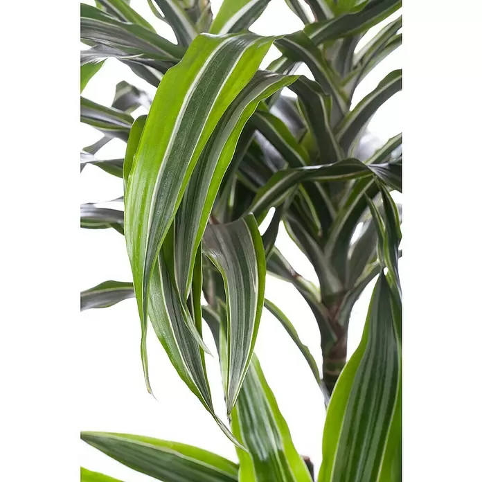Piardino Drácena marginata - Dracaena fragrans 'Lemon Lime', Tamaño de maceta: 27 cm, Verde oscuro - Primer plano