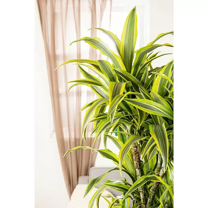 Piardino Drácena marginata - Dracaena fragrans 'Lemon Lime', Tamaño de maceta: 27 cm, Verde oscuro - Foto ambiente