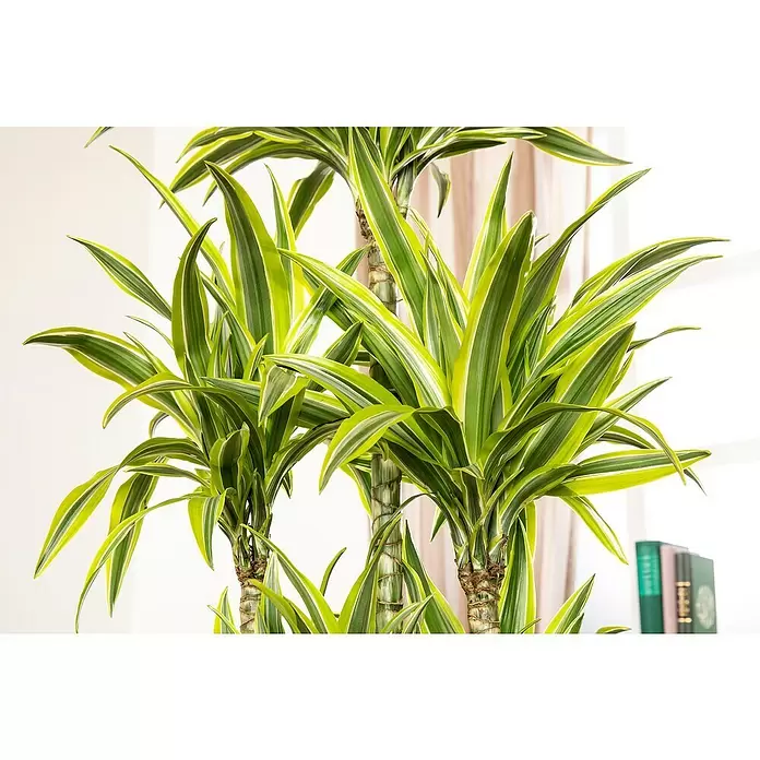 Piardino Drácena marginata - Dracaena fragrans 'Lemon Lime', Tamaño de maceta: 27 cm, Verde oscuro - Foto ambiente