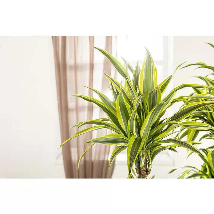 Piardino Drácena marginata - Dracaena fragrans 'Lemon Lime', Tamaño de maceta: 27 cm, Verde oscuro - Foto ambiente