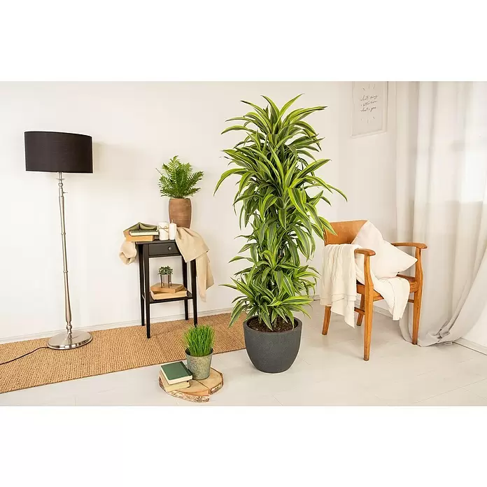 Piardino Drácena marginata - Dracaena fragrans 'Lemon Lime', Tamaño de maceta: 27 cm, Verde oscuro - Foto ambiente