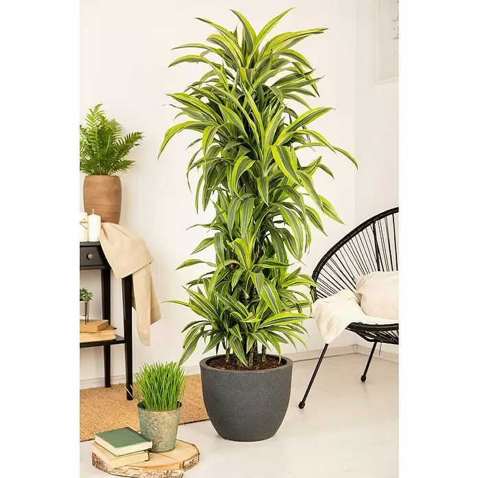 Piardino Drácena marginata - Dracaena fragrans 'Lemon Lime', Tamaño de maceta: 27 cm, Verde oscuro - Foto ambiente